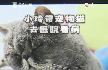 宠物医院惊现悲剧：加菲猫被喂药后猝死主人面前