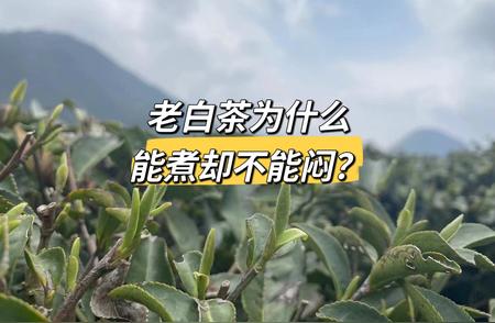 老白茶：煮与闷，哪种方式更有味？