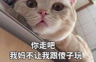 养猫前必看：这几种猫可能让你后悔莫及