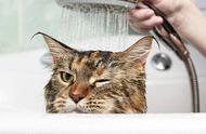 猫宫庄园：揭秘猫咪为何怕水？