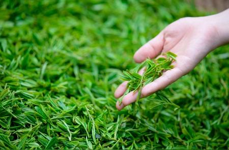 春茶品质揭秘：为何春茶比夏秋茶更受欢迎？