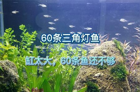 揭秘三角灯鱼：60条入缸惊人变化