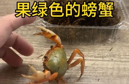 果绿色南海溪蟹：独特的生态环境揭秘