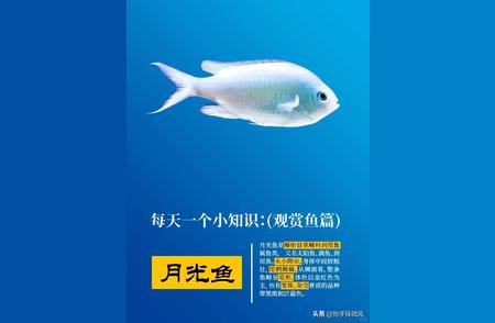 月光鱼的秘密生活：探寻大海中的“隐秘精灵”