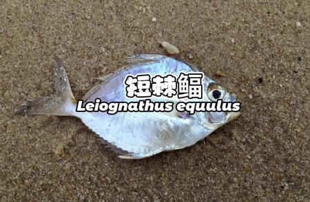 短棘鲾Leiognathus equulus：探索神秘的海底宝藏！