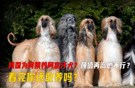 我国为何禁养阿富汗犬？深入了解背后的原因