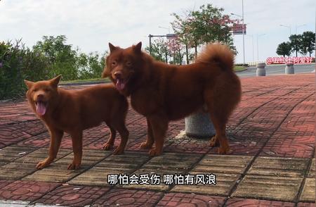 中华田园犬五红犬：第一身价的背后故事