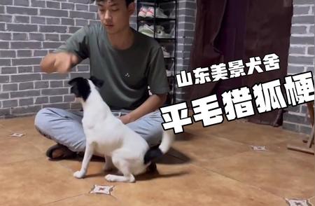 平毛猎狐梗的世界：山东美景犬舍的骄傲