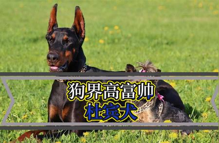 探索神秘魅力的杜宾犬：聪明之选