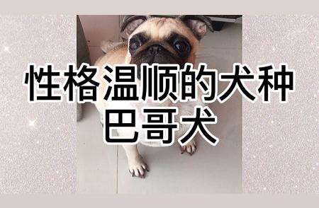 巴哥犬：温顺性格的典范