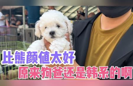 韩系比熊犬：品质与价格的完美结合