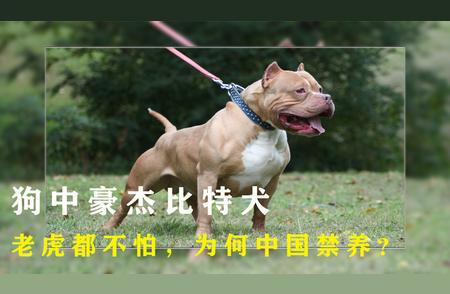 比特犬在中国：为何被誉为狗界“扛把子”却遭禁养？