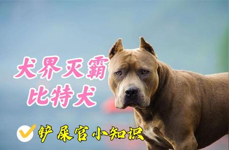 犬界霸主揭秘：比特犬的真实面貌