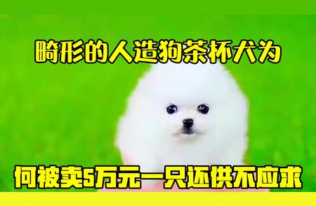 茶杯犬何以成为天价宠物？揭秘背后的原因