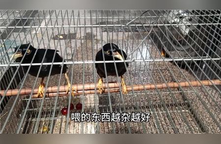 八哥饲养指南：食物选择与喂养技巧