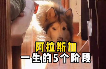 阿拉斯加犬的生命历程：五个阶段详解