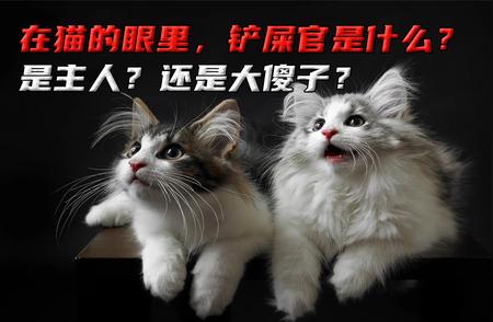 揭秘！在猫的眼里，铲屎官究竟是何方神圣？