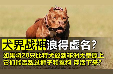 比特犬进入非洲大草原：能否称雄？