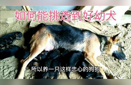 如何正确挑选德国牧羊犬幼犬：秘诀大揭秘！