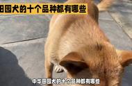 中华田园犬十大品种盘点，你养对了吗？