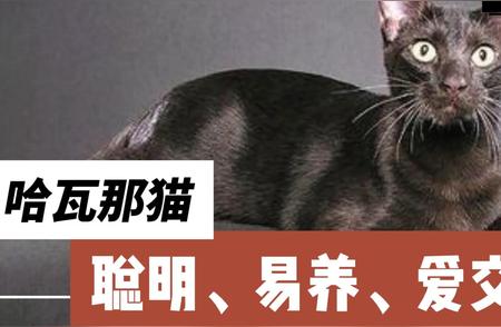 哈瓦那猫：天生拥有超强适应力的神秘猫咪