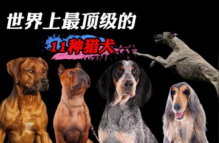 11种顶级猎犬，狩猎传奇背后的王者风采