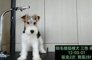 刚毛猎狐梗：了解这一独特犬种