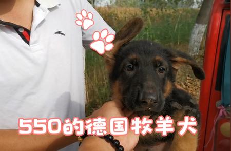 揭秘德国牧羊犬真实价格：只需550元！