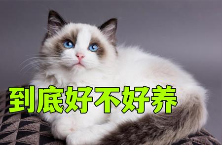 布偶猫好养吗？完全解析布偶猫的饲养要点