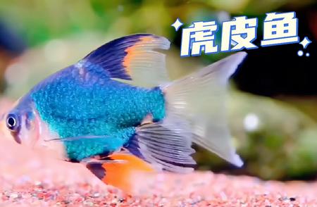 虎皮鱼：水族界的小流氓养成记