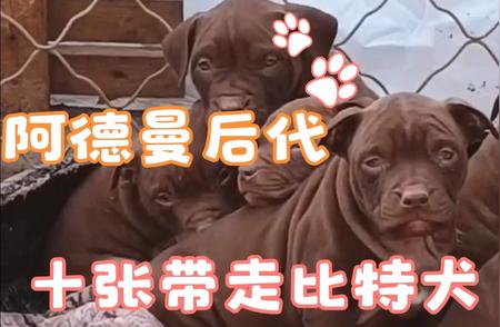 狗场揭秘：比特幼犬十张即带，网友惊叹不已!