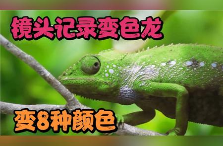 变色龙惊人变色秀：8种颜色瞬间变换，原理揭秘！