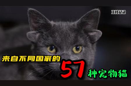 57种异国宠物猫大盘点，猫中贵族究竟哪个最受欢迎？