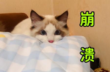 布偶猫养护指南：打造迷人外貌的秘诀