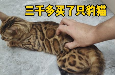 孟加拉豹猫：三千二百元是否物超所值？