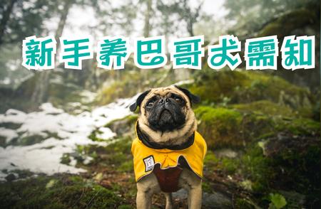 新手养巴哥犬指南：优缺点大解析