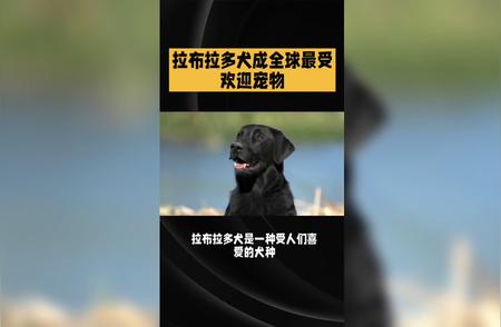 拉布拉多犬的品种特点与饲养指南