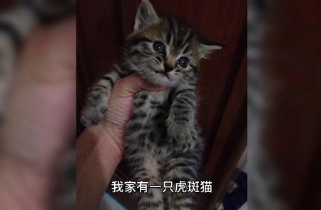 虎斑猫：独特的品种特点与养护知识