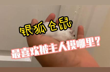 揭秘银狐仓鼠的最爱触摸点