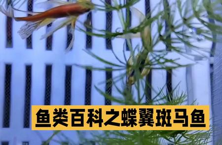 蝶翼斑马鱼：独特的鱼类百科