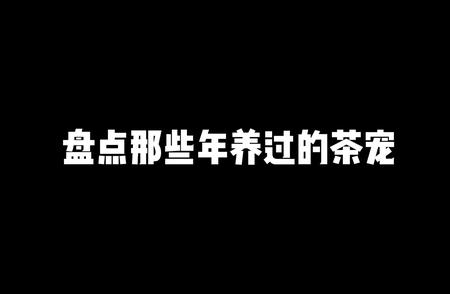 那些年，我们一起养过的茶宠故事