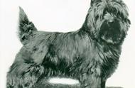 探索家族历史：凯恩梗（Cairn Terrier）篇