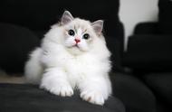 布偶猫的最长寿命是多少年？