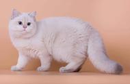 探索英国短毛猫的十五种独特毛色，看看你的猫咪属于哪一种