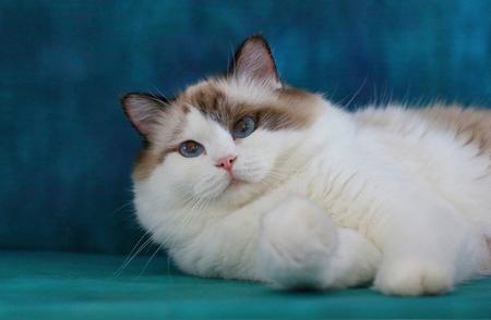 养布偶猫的秘诀：三大血统纯正特征，别再误养串种了！