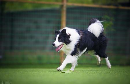 边境牧羊犬的性格揭秘及饲养指南