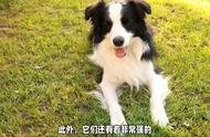 边境牧羊犬：聪明、活力与工作能力的完美结合