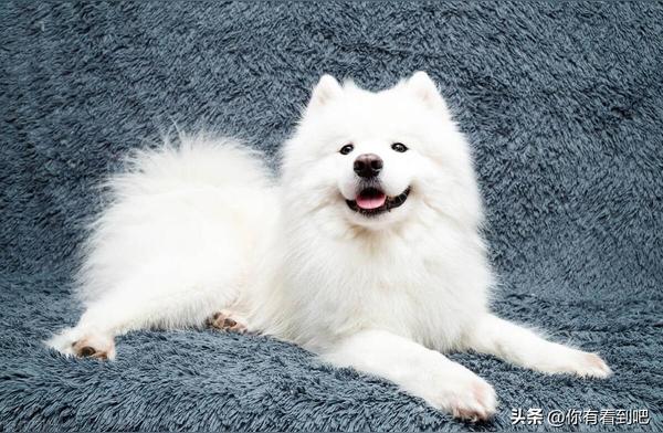 萨摩耶犬：优点、缺点与性格特点一览