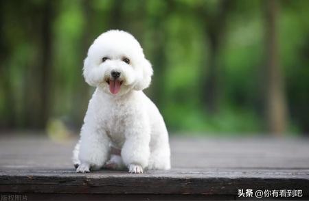 比熊犬：优点、缺点与性格特点一览