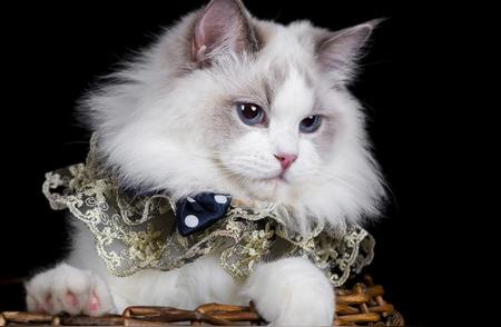 温文尔雅的毛绒伴侣：揭秘布偶猫的独特外貌与性格